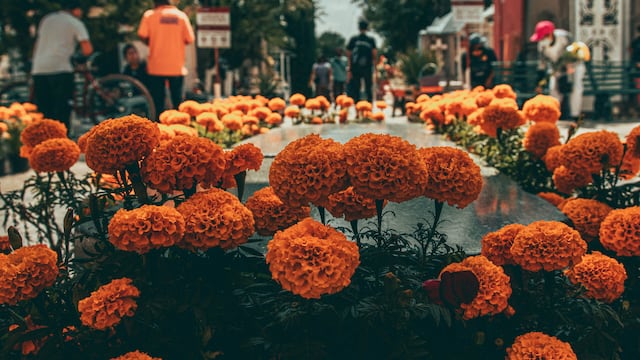 ¿Cuándo se llevan flores al panteón? La tradición de Día de Muertos dice esto