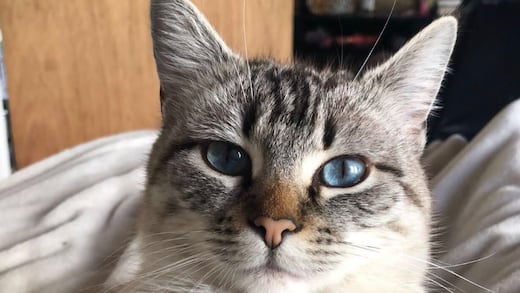 Tribunal de Turquía obliga a hombre a pagar pensión alimenticia para gatos