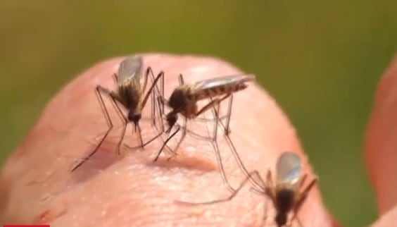 Reportan dengue en partes atípicas en México.
