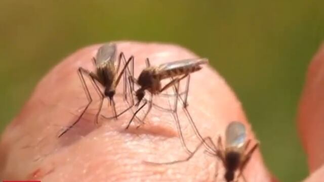 Reportan dengue en partes atípicas en México.