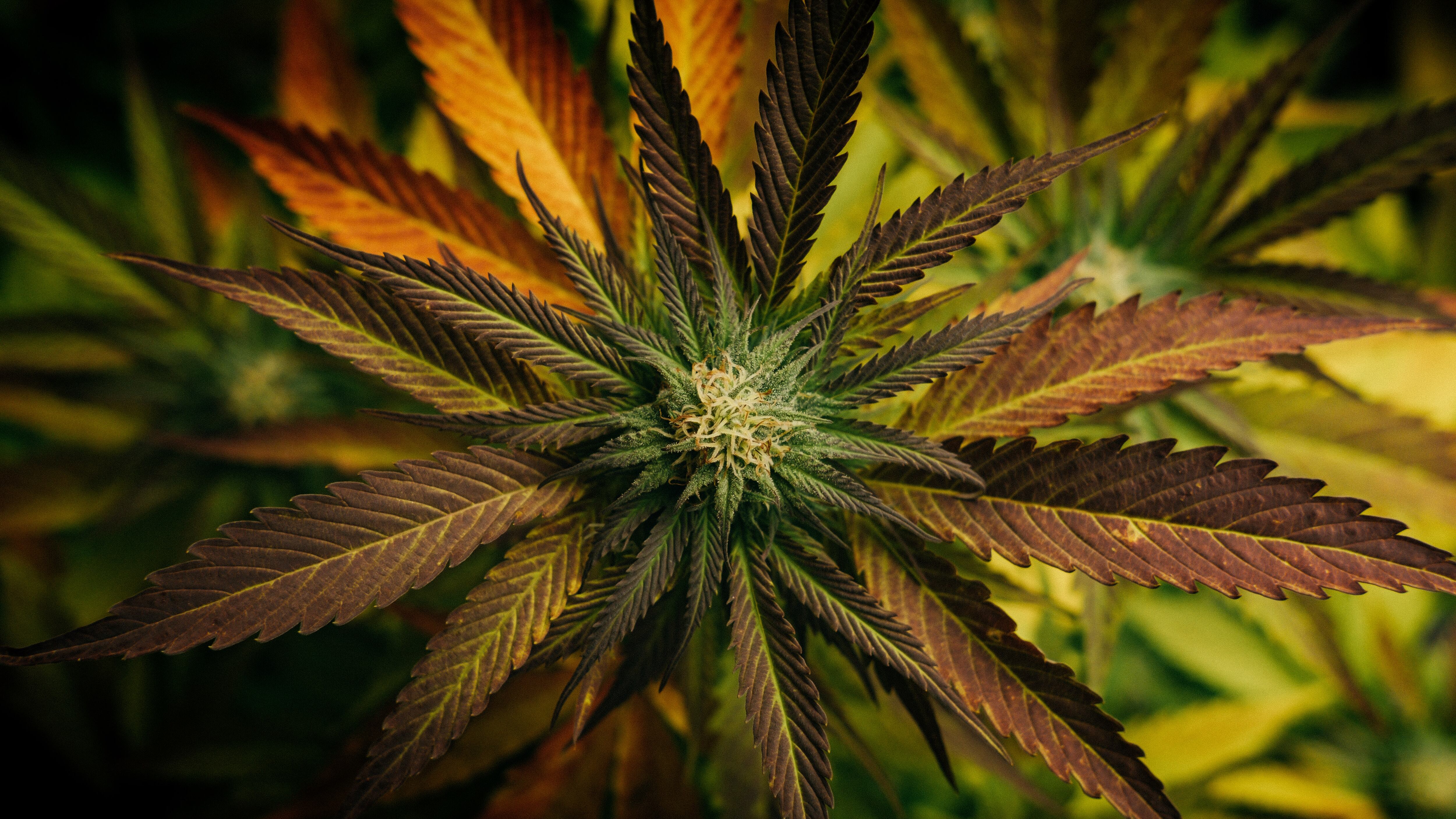 Xebra Brands obtiene permiso de Cofepris para cultivo y venta de Cannabis; es empresa canadiense