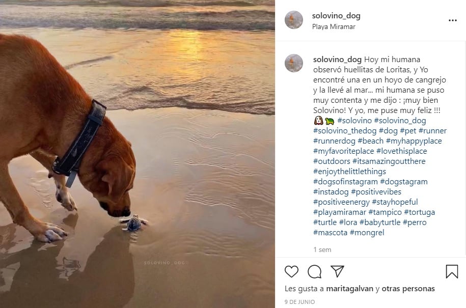 El perrito Solovino ayuda a las tortugas a desovar y llegar al mar