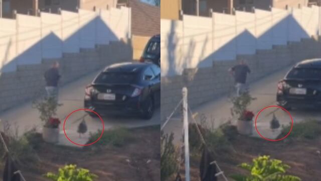 Gallo no deja pasar a intruso