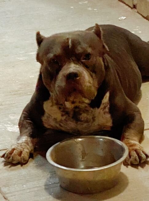 El perro Nookie comiendo