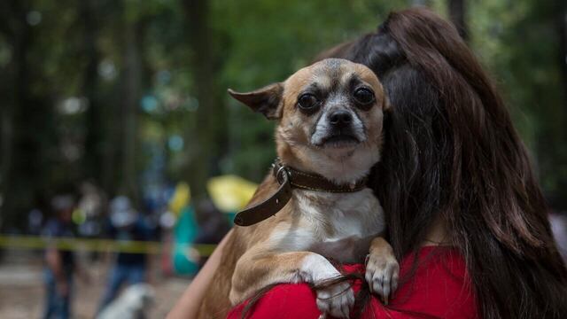 Mascota, vida cotidiana en CDMX.