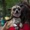 ¿Mascotas pueden ser embargadas? Una iniciativa de la Cámara de Senadores busca evitarlo