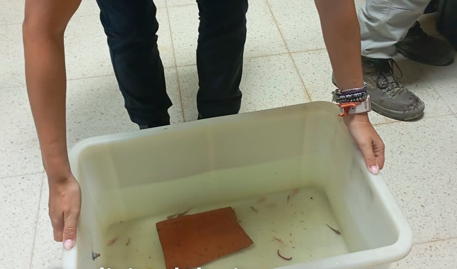 Recuperan 29 ajolotes comercializados ilegalmente en España
