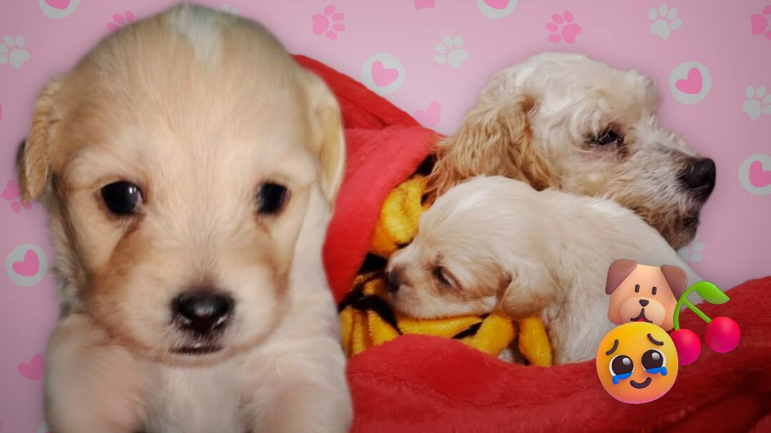 Final feliz para Cereza y Cerecito: los perritos que sobrevivieron a la explosión en Iztapalapa fueron adoptados