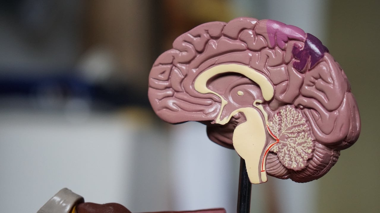 Tu adorada comida chatarra te está encogiendo el cerebro, afirma estudio