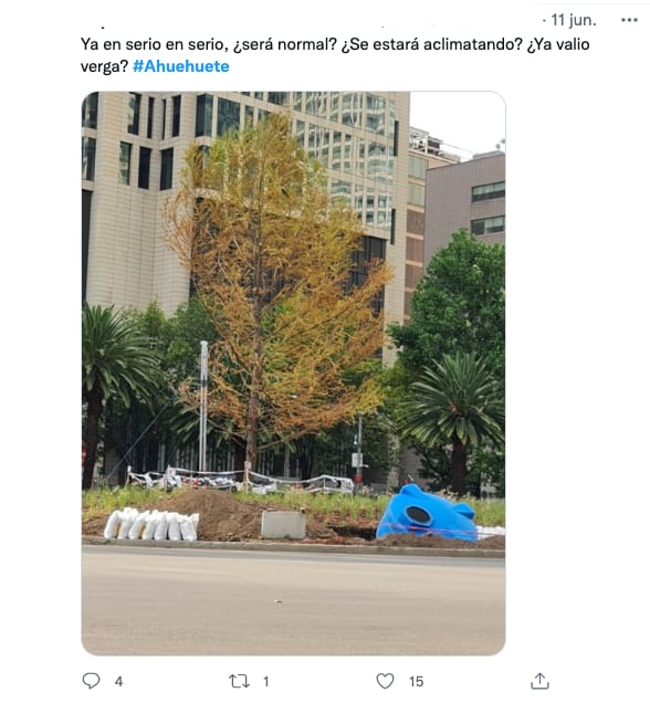 Afirman que el ahuehuete de Reforma se estaría secando