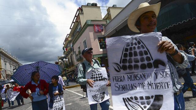 Monsanto presiona para permitir siembra de transgénicos en México, advierten