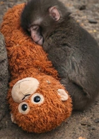 Punch, mono japonés que adoptó un peluche