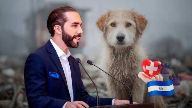 Nayib Bukele va por rescate sin crueldad de animales callejeros