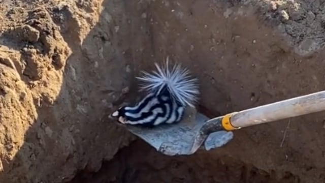 Zorrillo bebé es ayudado a salir de zanja