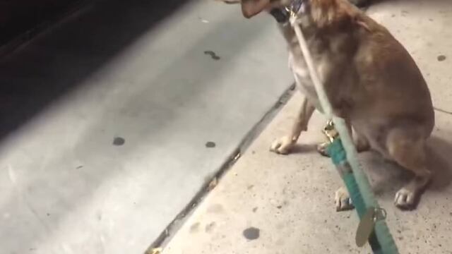 Él sólo queria una galleta...