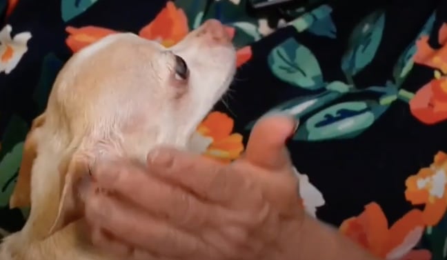 Cosita, perrita de Silvia Pinal