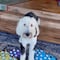 VIDEO: ¿Este perro adquirió conciencia? TikTok está fascinado con las respuestas