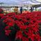 Festival de Flores de Nochebuena 2023 en CDMX: Fechas y dónde es y precios por maceta