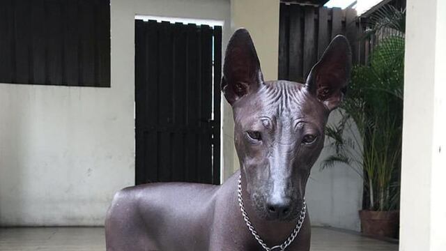 ¿Perro o estatua?