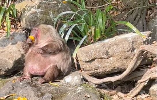 Macaco obeso en Catemaco