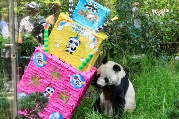 Panda Shuan Shuan en su celebración de cumpleaños