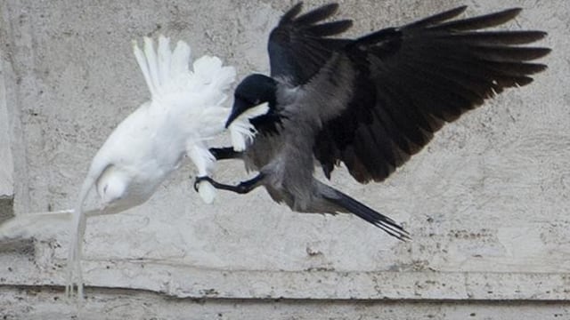 Cuervo matando paloma