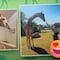 VIDEO: Jirafa Benito ya convive con otros animales en Africam Safari Puebla y se prepara para su nueva familia