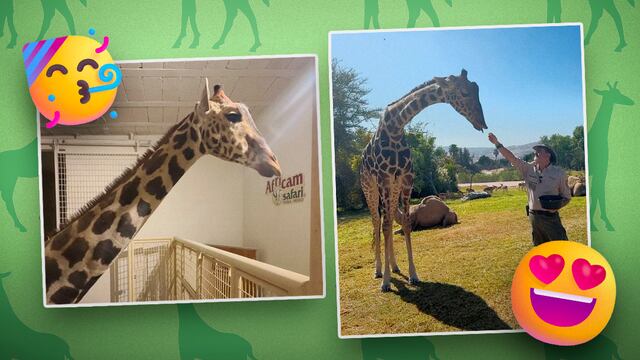 Jirafa Benito ya convivió con otros animales en Africam Safari