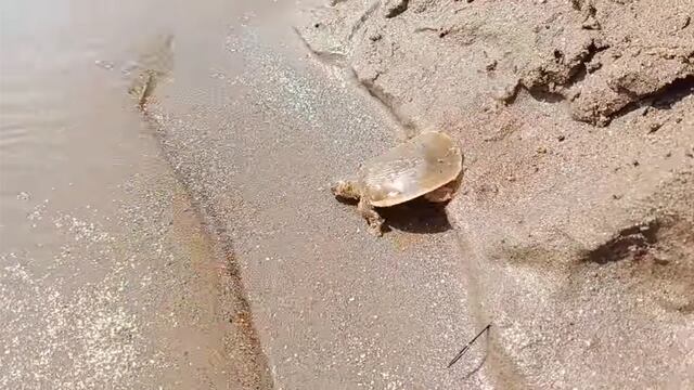 Tortuga gigante de caparazón blando