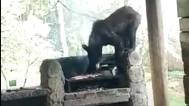 Oso roba carne asada