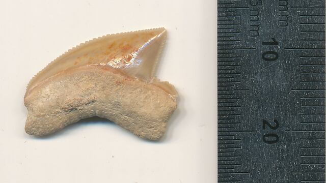 Encuentran dientes de tiburón como parte de un tesoro