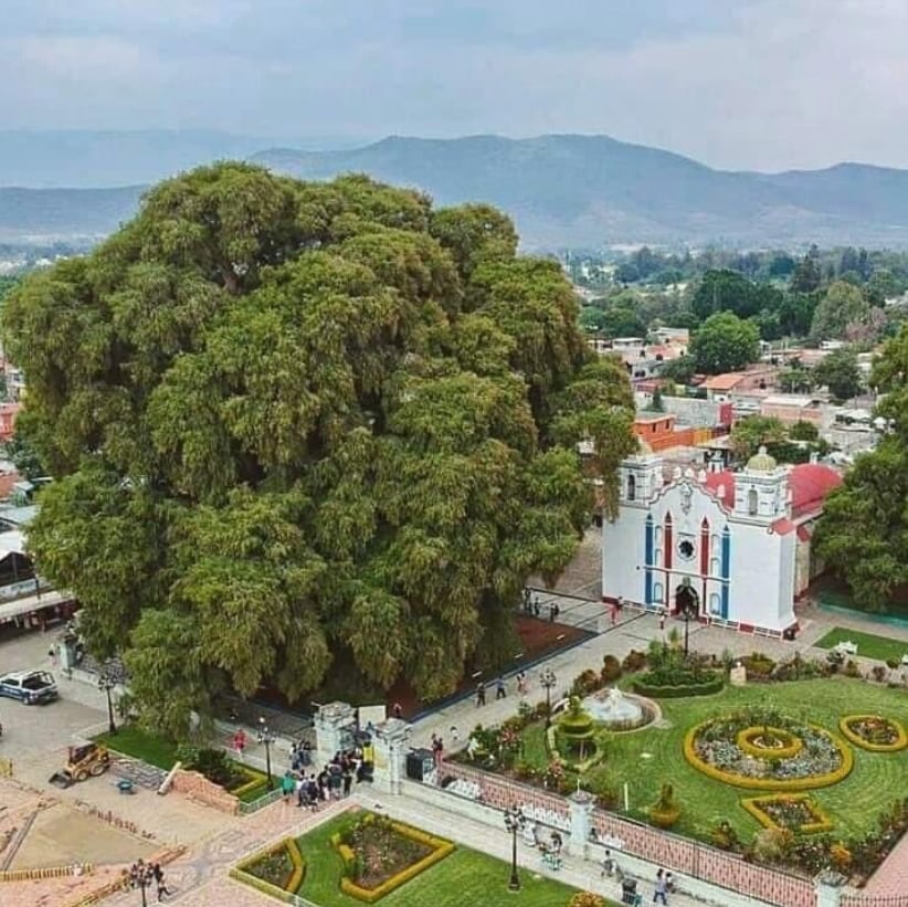 Árbol del Tule, Oaxaca