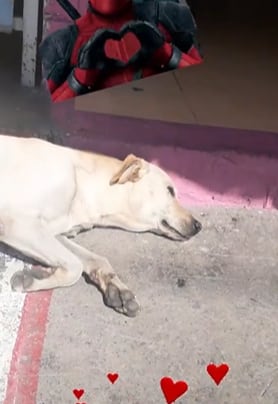 Perro guardián lleva amigos a su casa.