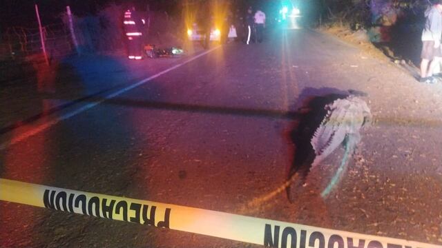 Cocodrilo provoca choque en Culiacán