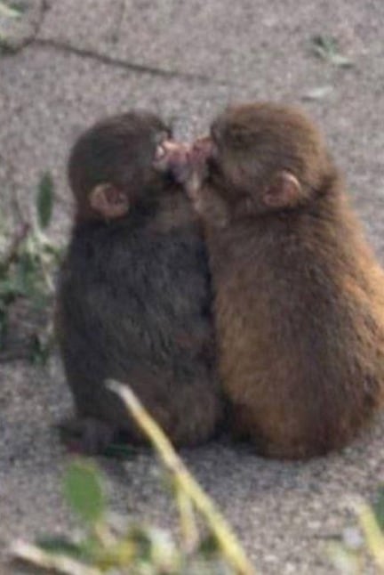 Videos del mono Punch con su nueva pareja se vuelven virales