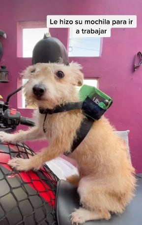 Perrito repartidor de Uber
