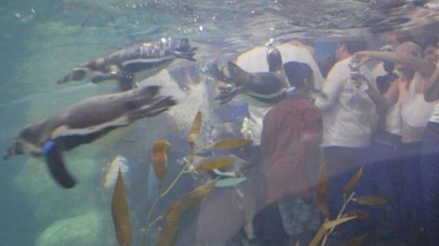 Pingüinos de Veracruz.