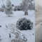 Allá por La Rumorosa: Así fue la nevada en esta comunidad de Baja California (FOTOS )