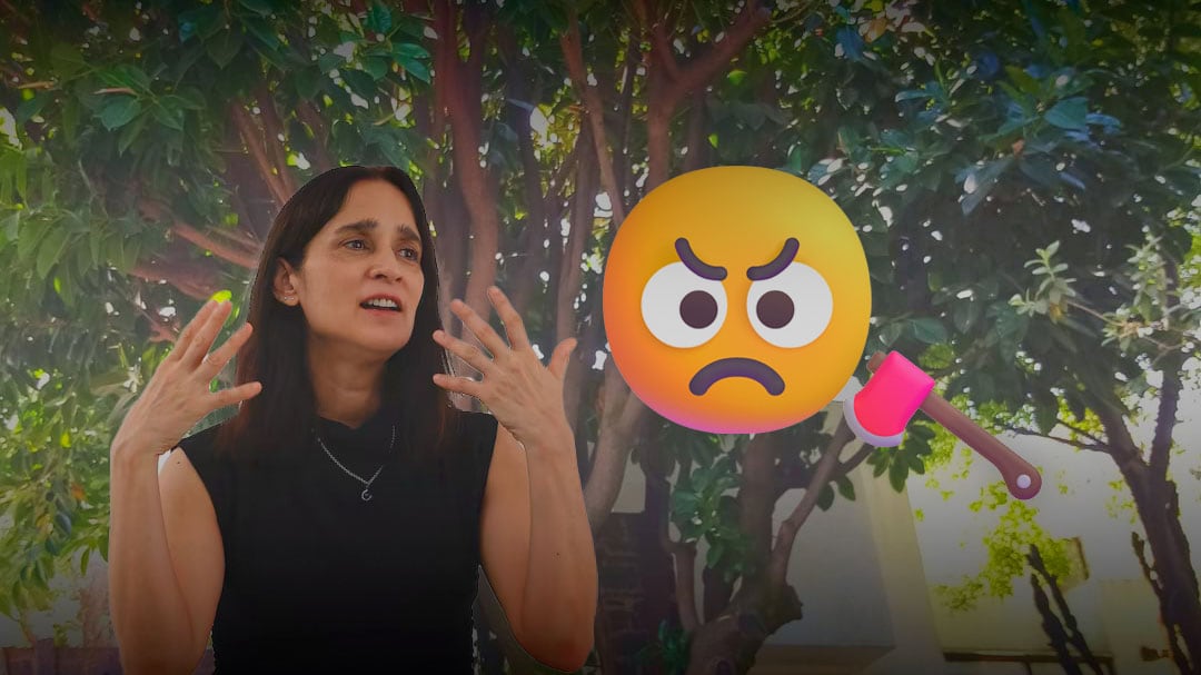 Julieta Venegas acusada de ecocidio tras tala de árbol en Coyoacán