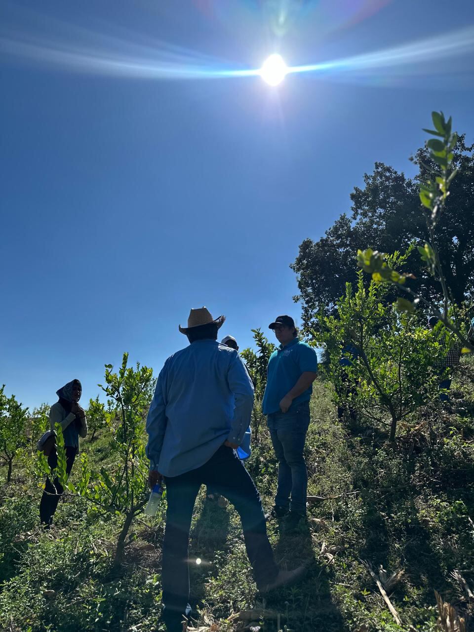 Negocio de siembra limones