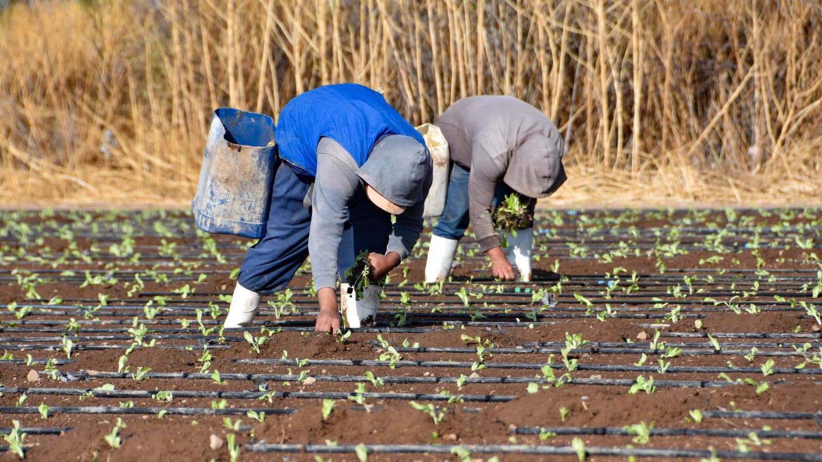 Aguascalientes es cuarto lugar nacional en producción de lechuga con 57 mil toneladas al año