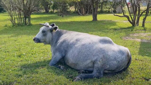 Vaca azul de Letonia