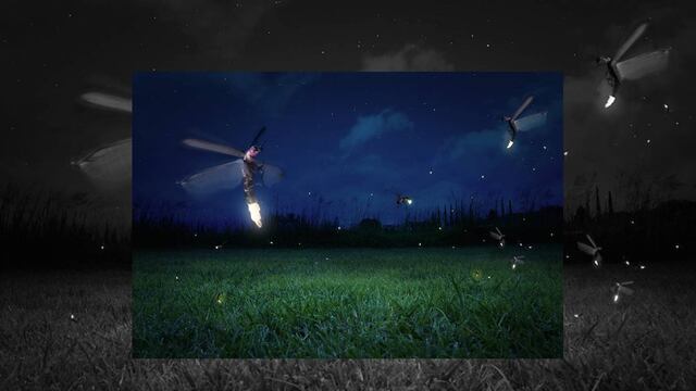 Descubre el Santuario de Luciérnagas