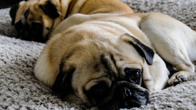 Estados Unidos: un estado castigará con cárcel abandonar a una mascota en huracanes y desastres naturales