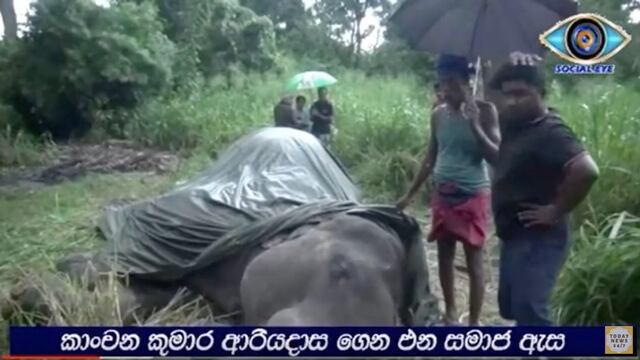 Joven elefante muere antes de comenzar paseo con turistas.
