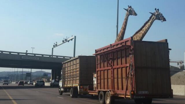 Jirafa captada antes de morir en autopista de Sudáfrica