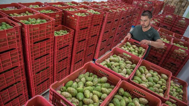 Productores de tuna empaquetan los huacales del fruto para exportación a Estados Unidos y Canadá