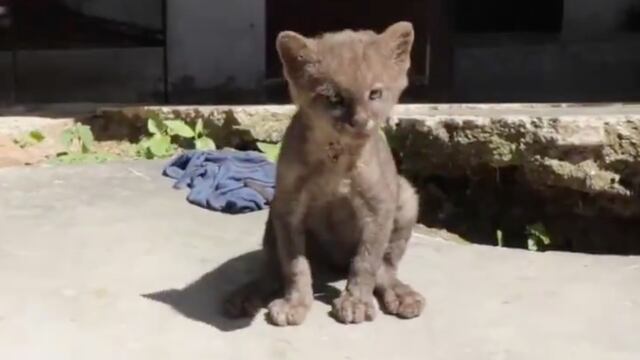 Puma jaguarundi