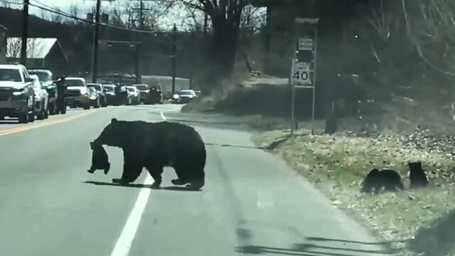 Mamá oso cruza la carretera