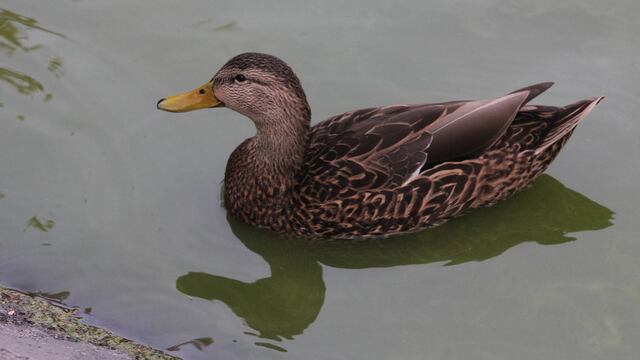 Pato, símbolo del festival Kots Kaal Pato